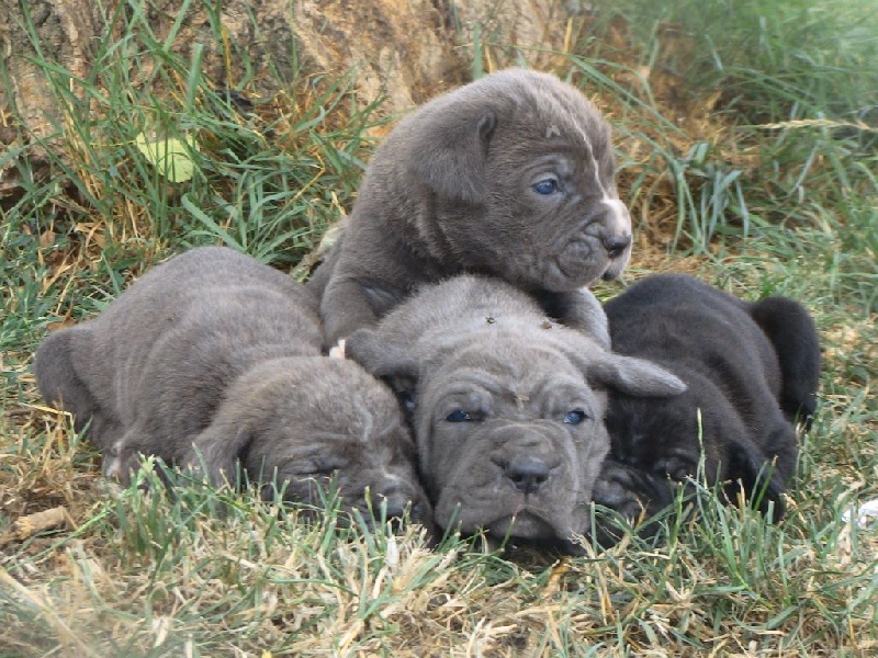 chiot Cane Corso De la ravine des bambous